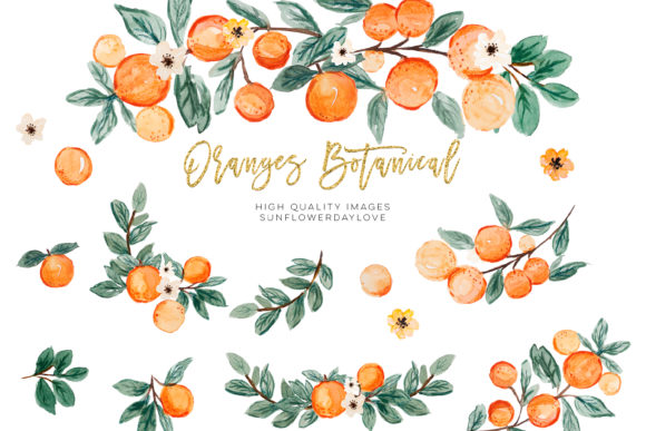Download Orange Summer Clipart, Citrus Clipart - Citrus Collection