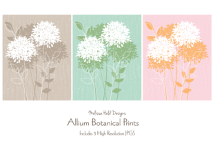 Download Allium Botanical Prints - Botanical Collection
