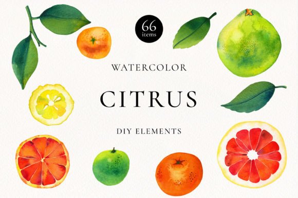 Download Citrus Fruits Watercolor Bundle - Premium Bundle